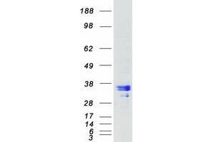 Validation with Western Blot (Ribonuclease H1 Protein (RNASEH1) (Myc-DYKDDDDK Tag))