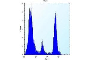 Flow cytometric analysis of U251 cells using POMT1 Antibody (C-term) Cat. (POMT1 antibody  (C-Term))