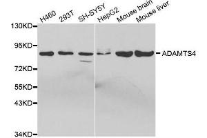 Western Blotting (WB) image for anti-ADAM Metallopeptidase with Thrombospondin Type 1 Motif, 4 (ADAMTS4) (AA 52-315) antibody (ABIN3023337)