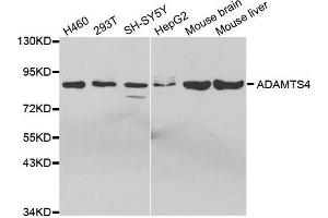 Western blot analysis of extracts of various cell lines, using ADAMTS4 antibody. (ADAMTS4 antibody  (AA 52-315))