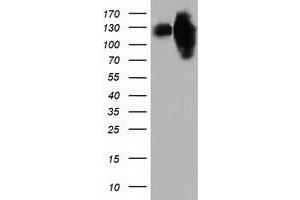 Image no. 1 for anti-Microtubule Associated Monoxygenase, Calponin and LIM Domain Containing 1 (MICAL1) antibody (ABIN1499461)