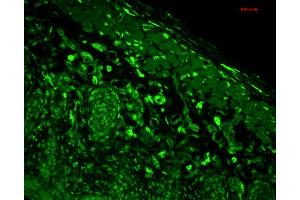 Immunohistochemistry analysis using Mouse Anti-HO-1 Monoclonal Antibody, Clone 1F12-A6 . (HMOX1 antibody  (AA 1-30) (Biotin))