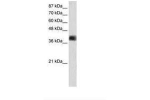 Image no. 1 for anti-Zinc Finger and SCAN Domain Containing 16 (ZSCAN16) (AA 181-230) antibody (ABIN202302) (ZSCAN16 antibody  (AA 181-230))