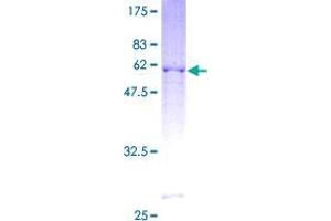 BTG3 Protein (AA 1-296) (GST tag)