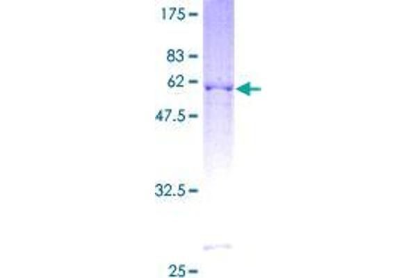 BTG3 Protein (AA 1-296) (GST tag)