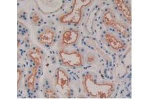 IHC-P analysis of Human Kidney Tissue, with DAB staining. (MSTN antibody  (AA 266-375))