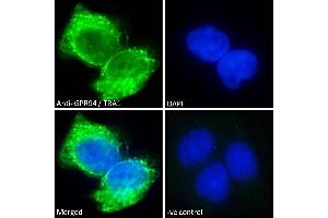 Immunofluorescence (IF) image for anti-Heat Shock Protein 90kDa beta (Grp94), Member 1 (HSP90B1) (Internal Region) antibody (ABIN185655)