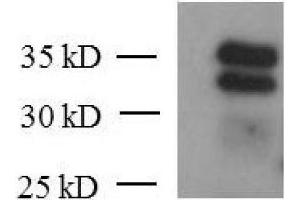KLF6 mAb (Clone 2A2) tested by Western blot. (KLF6 antibody  (AA 28-199))