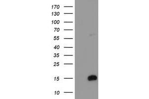 Image no. 1 for anti-FXYD Domain Containing Ion Transport Regulator 3 (FXYD3) antibody (ABIN1498342) (FXYD3 antibody)