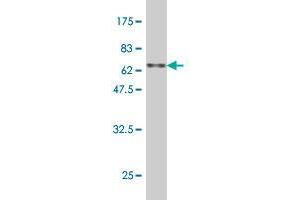 PEX12 antibody  (AA 1-359)