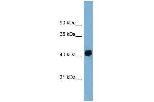 WB Suggested Anti-KIAA1704 Antibody Titration: 0. (GPALPP1 antibody  (Middle Region))