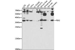 Western blot analysis of extracts of various cell lines, using PEX2 antibody (ABIN7269248) at 1:1000 dilution. (PEX2 antibody  (AA 1-130))