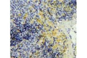 #VALUE! (PF4 antibody  (AA 25-105))