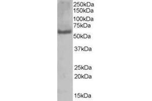 Image no. 1 for anti-Poly-U Binding Splicing Factor 60KDa (PUF60) (C-Term) antibody (ABIN374276) (PUF60 antibody  (C-Term))