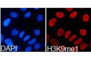Immunofluorescence analysis of 293T cell using H3K9me1 antibody. (Histone 3 antibody  (H3K9me))