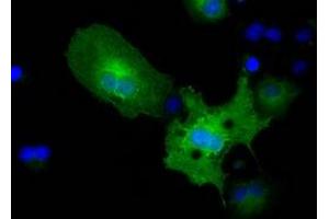 Immunofluorescence (IF) image for anti-Pyruvate Kinase, Liver and RBC (PKLR) antibody (ABIN1500248) (PKLR antibody)
