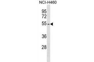Western Blotting (WB) image for anti-Erythropoietin Receptor (EPOR) antibody (ABIN5018506) (EPOR antibody)