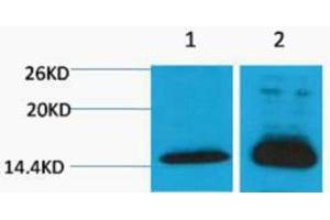 Western Blotting (WB) image for anti-Histone H4 (2meLys79) antibody (ABIN3178809) (Histone H4 antibody  (2meLys79))