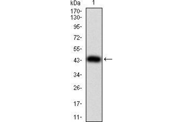 TWIST2 antibody  (AA 1-160)