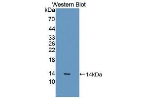 Western blot analysis of the recombinant protein. (MSTN antibody  (AA 267-376))
