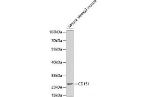 Western blot analysis of extracts of Mouse skeletal muscle using CD151 Polyclonal Antibody at dilution of 1:1000. (CD151 antibody)