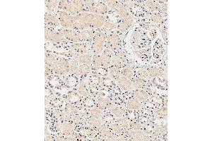 Immunohistochemical analysis of paraffin-embedded Human kidney tissue using A performed on the Leica® BOND RXm. (Insulin Receptor antibody  (N-Term))