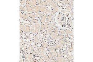 Immunohistochemical analysis of paraffin-embedded Human kidney tissue using A performed on the Leica® BOND RXm. (Insulin Receptor antibody  (N-Term))