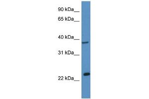 WB Suggested Anti-Ercc1 Antibody Titration: 1. (ERCC1 antibody  (C-Term))