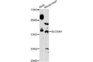 Western blot analysis of extracts of various cell lines, using SLC30A4 Antibody (ABIN6292455) at 1:3000 dilution. (SLC30A4 antibody)