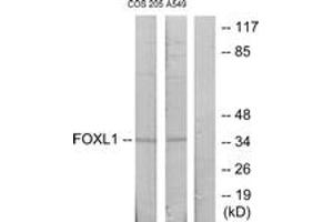 Western blot analysis of extracts from COS7/A549 cells, using FOXL1 Antibody. (FOXL1 antibody  (AA 121-170))
