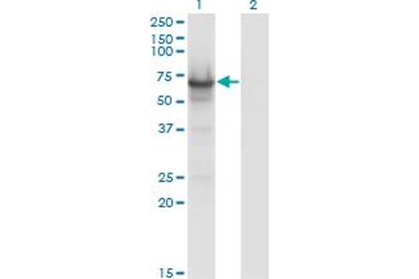 CDC14A antibody  (AA 431-530)