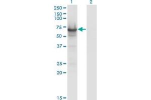 Western Blot analysis of CDC14A expression in transfected 293T cell line by CDC14A monoclonal antibody (M01), clone 2C12. (CDC14A antibody  (AA 431-530))