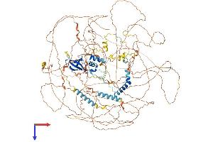 Ataxin 2 Protein (ATXN2) (AA 1-1313) (His tag)
