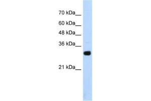 Western Blotting (WB) image for anti-SRY (Sex Determining Region Y)-Box 15 (SOX15) antibody (ABIN2461807) (SOX15 antibody)
