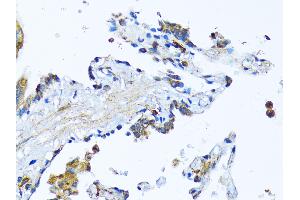 Immunohistochemistry (IHC) image for anti-Milk Fat Globule-EGF Factor 8 Protein (MFGE8) (AA 1-200) antibody (ABIN6143792)