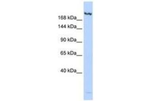 Image no. 1 for anti-Lysine (K)-Specific Demethylase 6B (Kdm6b) (N-Term) antibody (ABIN6740650) (Kdm6b antibody  (N-Term))
