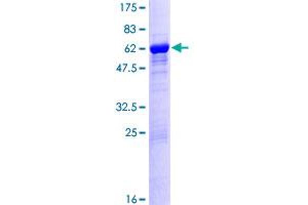 LZTFL1 Protein (AA 1-299) (GST tag)