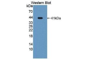 Western blot analysis of recombinant Mouse IRF8.