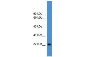 NUDT16L1 antibody used at 0.