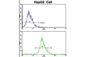 Flow cytometric analysis of HepG2 cells using RPS15 Antibody (N-term)(bottom histogram) compared to a negative control cell (top histogram). (RPS15 antibody  (N-Term))