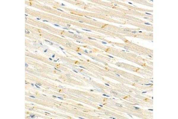 CDH19 antibody