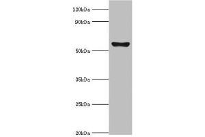 Western blot All lanes: Cytochrome P450 2F1 antibody at 8 μg/mL + A549 whole cell lysate Secondary Goat polyclonal to rabbit IgG at 1/10000 dilution Predicted band size: 56, 37 kDa Observed band size: 56 kDa (CYP2F1 antibody  (AA 100-290))