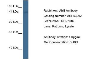 Western Blotting (WB) image for anti-Abelson Helper Integration Site 1 (AHI1) (C-Term) antibody (ABIN2787013) (AHI1 antibody  (C-Term))