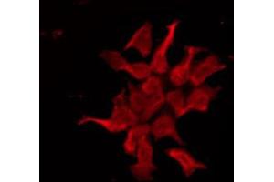 ABIN6274570 staining HeLa by IF/ICC. (Serotonin Receptor 1E antibody)