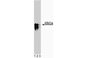 Western blot analysis of IKKgamma on rat kidney lysate. (IKBKG antibody  (AA 278-396))