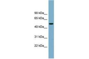 Image no. 1 for anti-Protease, serine, 16 (Thymus) (PRSS16) (AA 323-372) antibody (ABIN6743093) (PRSS16 antibody  (AA 323-372))