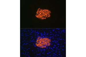 Immunofluorescence analysis of mouse pancreas using IGFBP7 Rabbit mAb (ABIN7267910) at dilution of 1:100 (40x lens). (IGFBP7 antibody)
