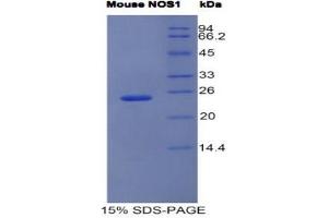SDS-PAGE (SDS) image for Nitric Oxide Synthase 1, Neuronal (NOS1) (AA 53-247) protein (His tag) (ABIN1525534)