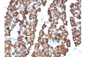Formalin-fixed, paraffin-embedded Rat Pancreas stained with ODC1 Monoclonal Antibody (ODC1/487) (ODC1 antibody)