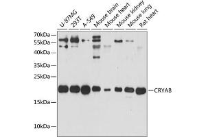 Western blot analysis of extracts of various cell lines, using CRYAB antibody (ABIN6130208, ABIN6139074, ABIN6139075 and ABIN6217786) at 1:3000 dilution. (CRYAB antibody  (AA 1-175))